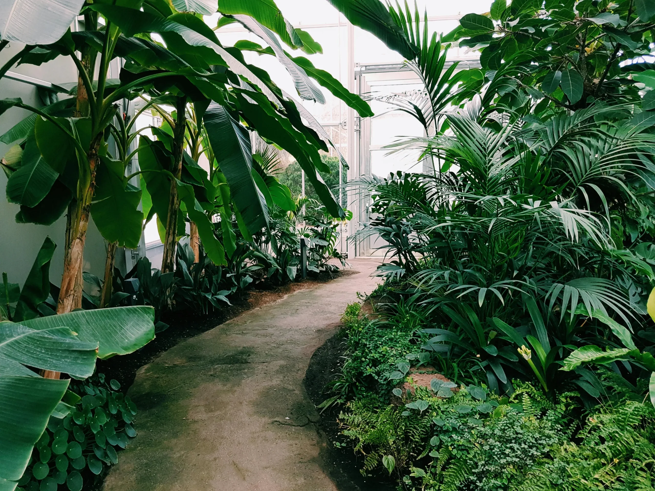 Como cuidar de um jardim tropical durante o ano todo